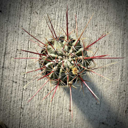 Ferocactus rectispinus