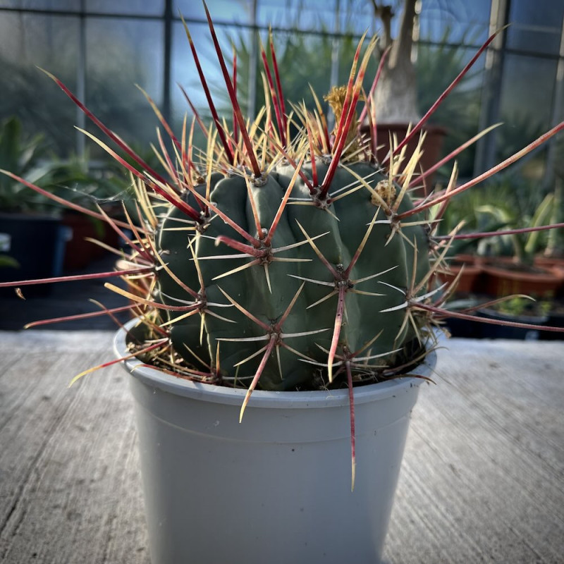 Ferocactus rectispinus