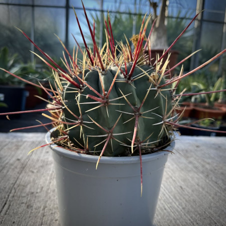 Ferocactus rectispinus