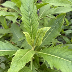 Cheirolophus arbutifolius