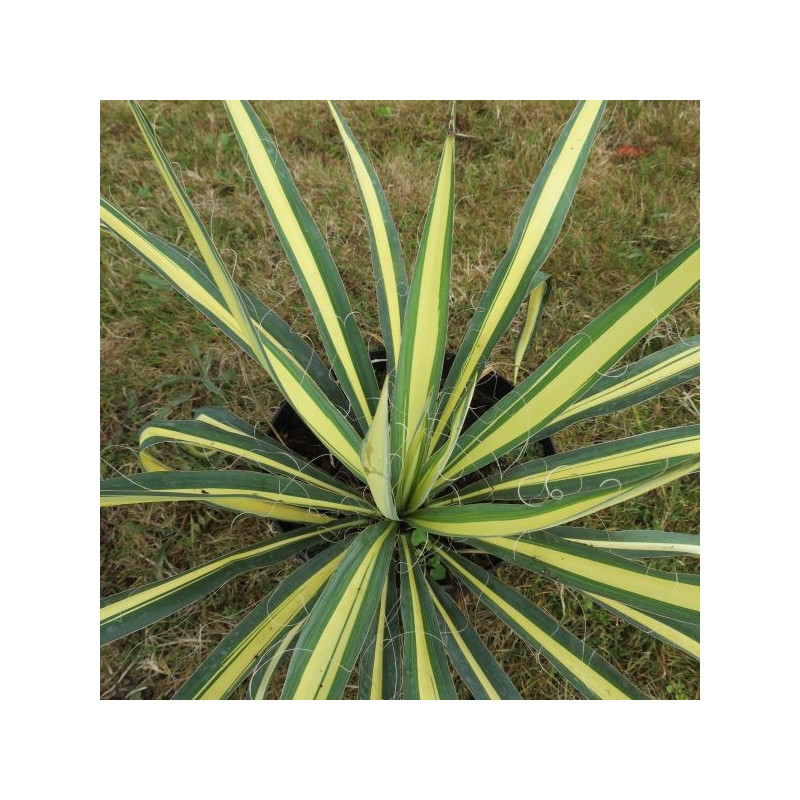 Yucca gold heart
