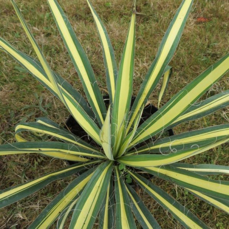 Yucca gold heart