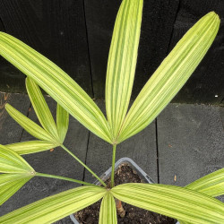 Rhapis excelsa Aya Nishiki