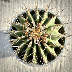 Ferocactus schwarzii