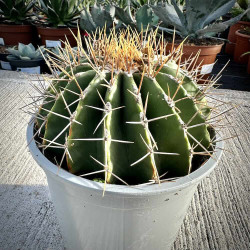 Ferocactus schwarzii