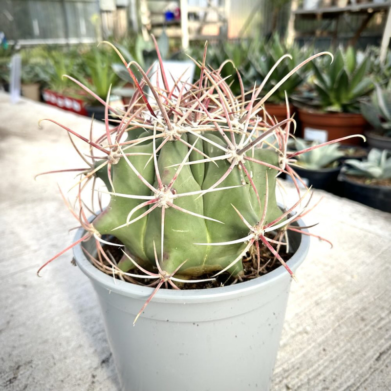 Ferocactus emoryi