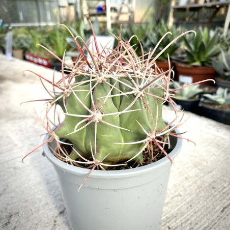 Ferocactus emoryi