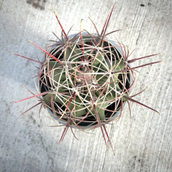 Ferocactus emoryi