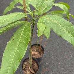 Mangifera indica Banilejo