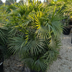 Rhapis humilis 45 litres