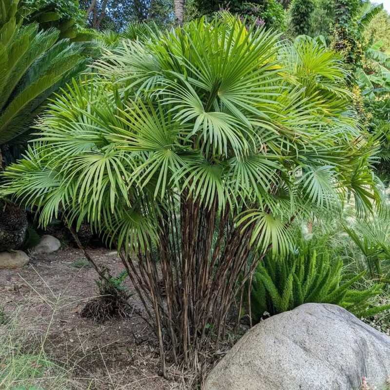 Rhapis humilis adulte