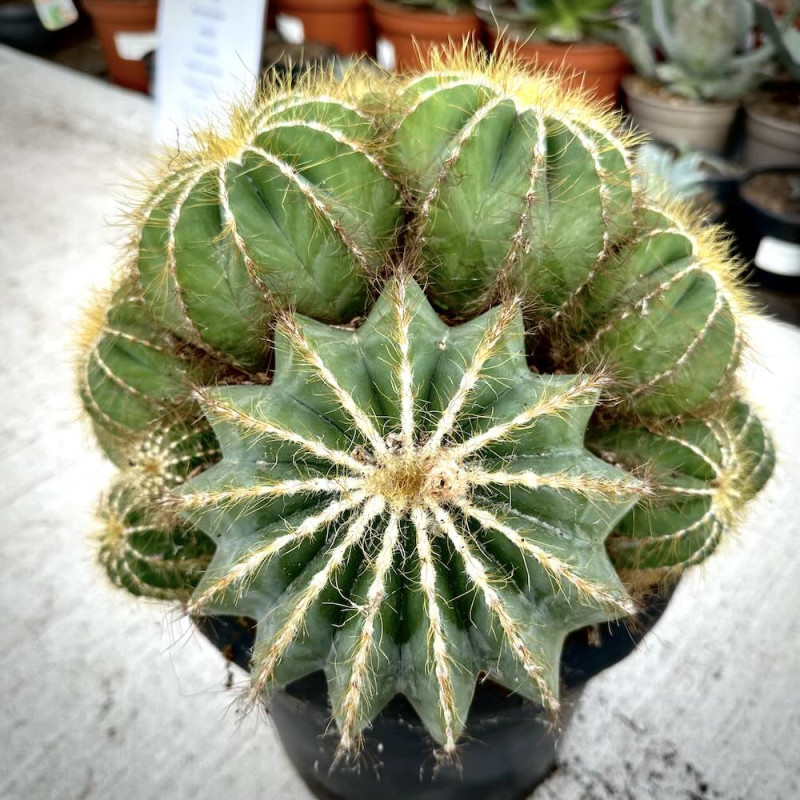 Parodia magnifica