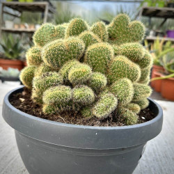 Cleistocactus winteri f. cristata