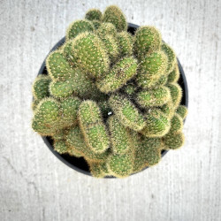 Cleistocactus winteri f. cristata