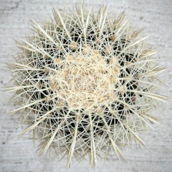 Echinocactus grusonii albispinus