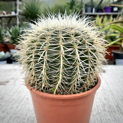 Echinocactus grusonii albispinus