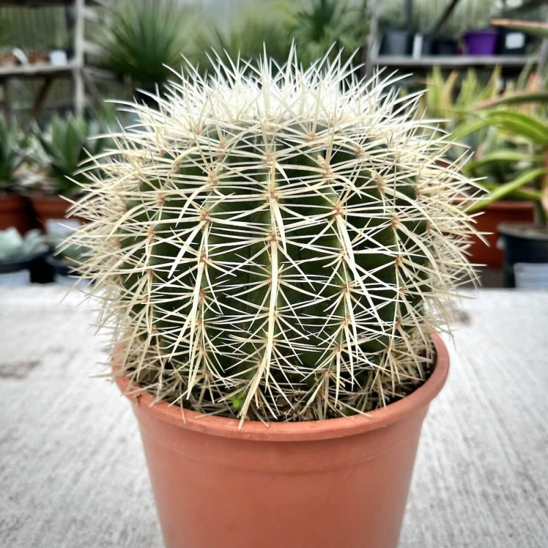 Echinocactus grusonii albispinus