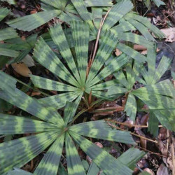 Lanonia dasyantha Solar Eclipse