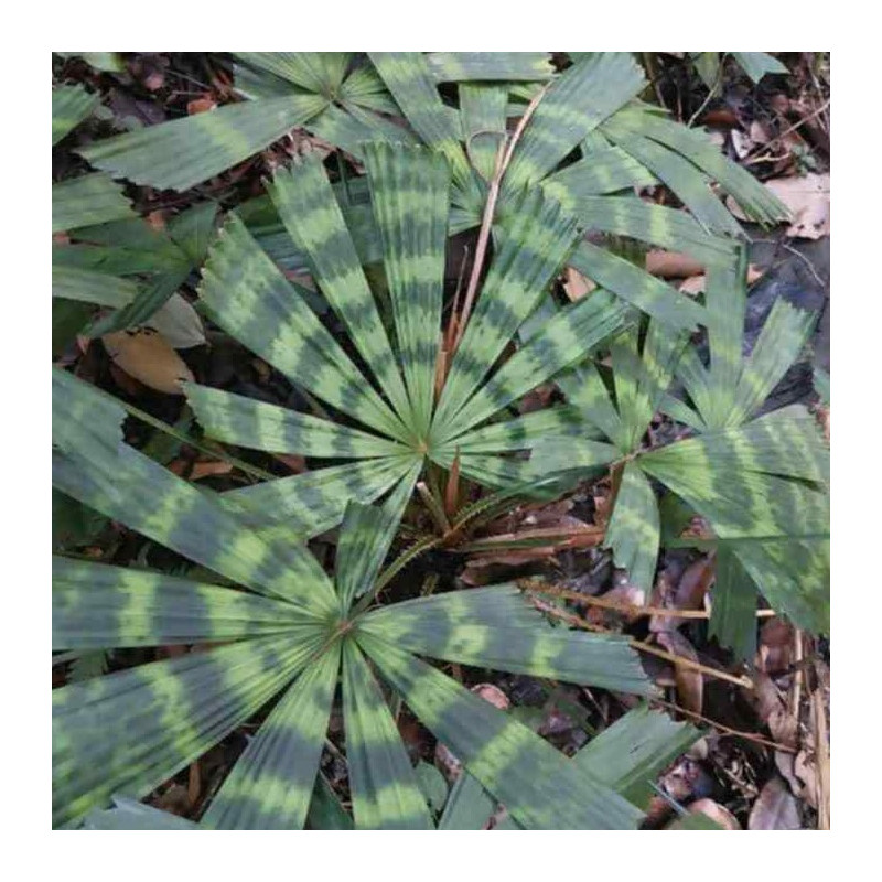 Lanonia dasyantha Solar Eclipse
