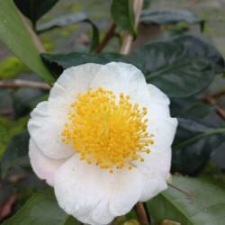 Camellia irrawadiensis