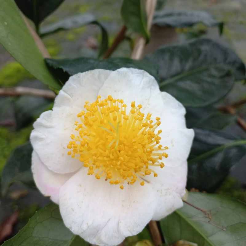 Camellia irrawadiensis