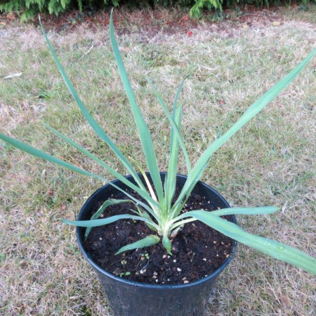 Yucca Schneetanne