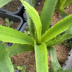Eryngium pandanifolium