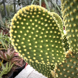 Opuntia microdasys var. pallida