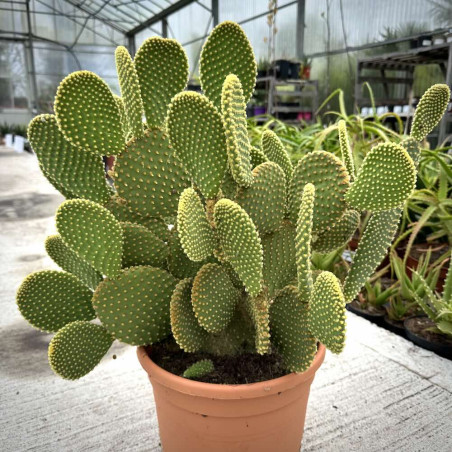 Opuntia microdasys var. pallida