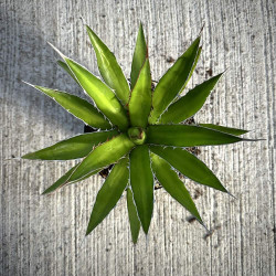 Agave horrida var. perotensis
