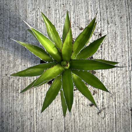 Agave horrida var. perotensis