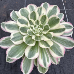 Aeonium Feather Peacock