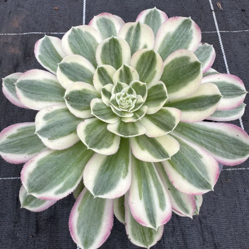 Aeonium Feather Peacock