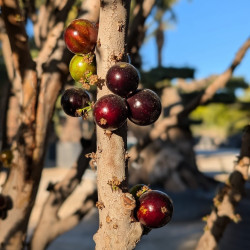 Plinia cauliflora, jaboticaba