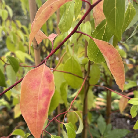 Lindera erythrocarpa, Benzoin erythrocarpa, Lindera thunbergii