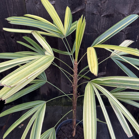 Rhapis excelsa Nanzan Nishiki