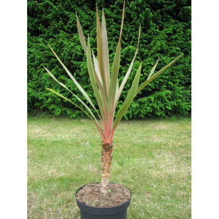 Cordyline australis 'sundance'