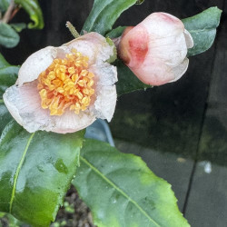 Camellia sinensis Benibana, théier