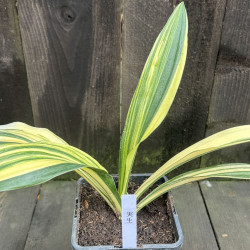 Rohdea japonica Shima Misho