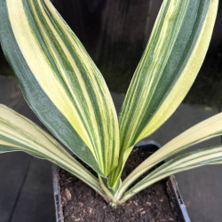 Rohdea japonica Shima Misho