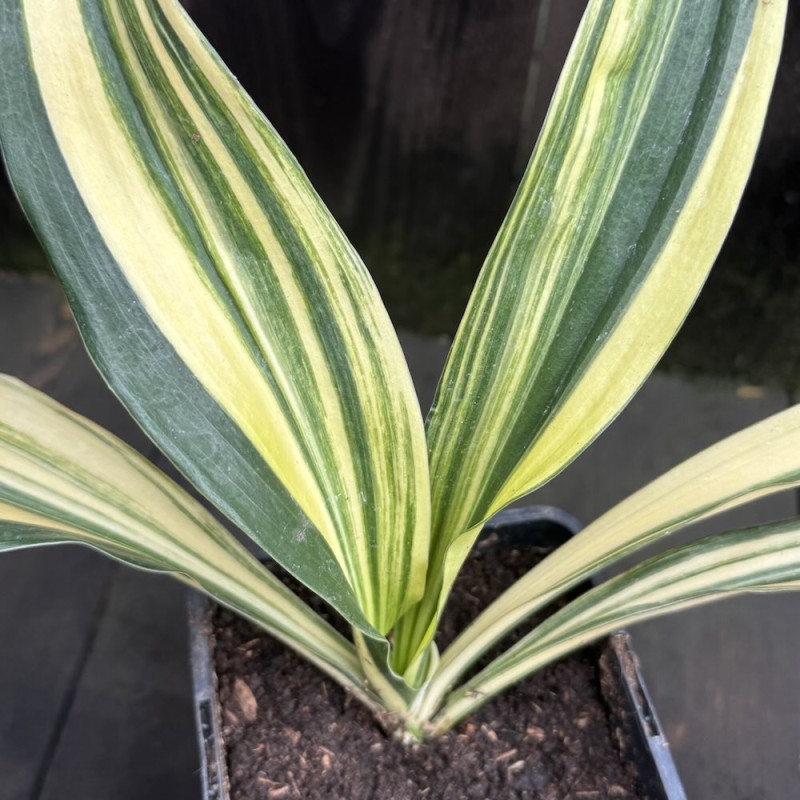 Rohdea japonica Shima Misho