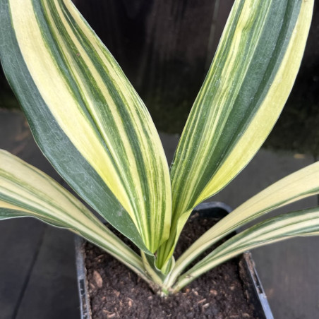 Rohdea japonica Shima Misho