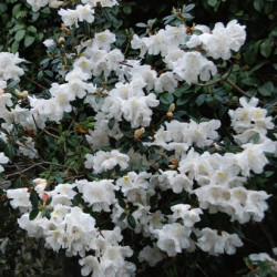 Rhododendron fragrantissimum
