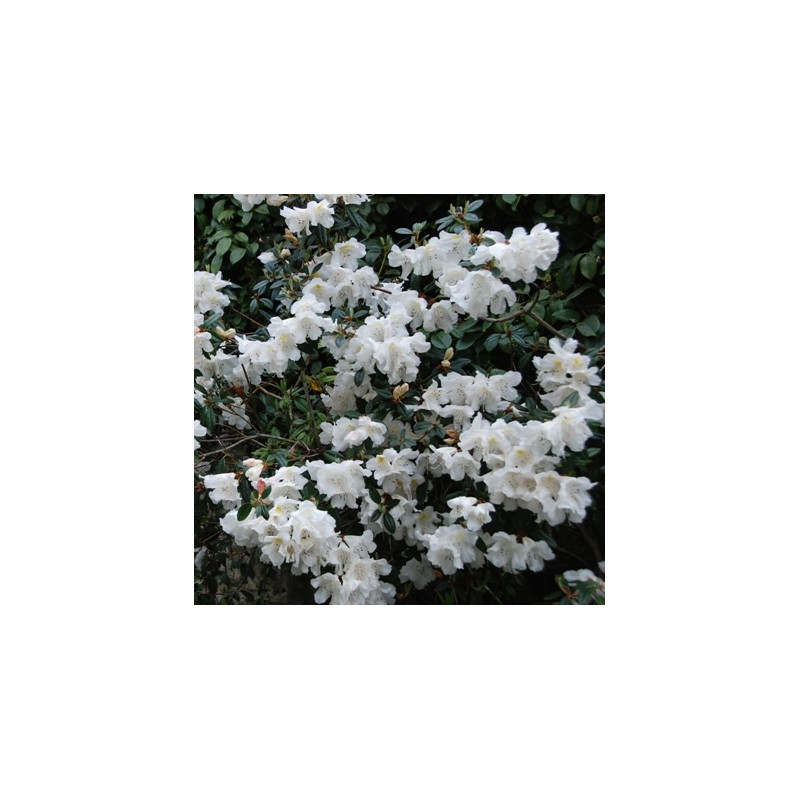 Rhododendron fragrantissimum