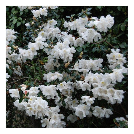 Rhododendron fragrantissimum