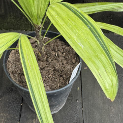 Rhapis excelsa Mangetsuhou