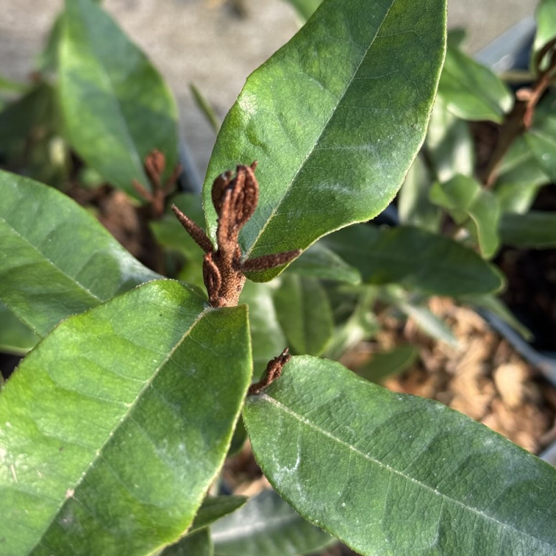 Aextoxicon punctatum