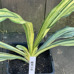 Rohdea japonica Kinshu No Matsu