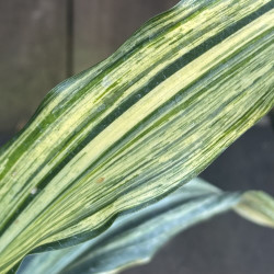 Rohdea japonica Kinshu No Matsu