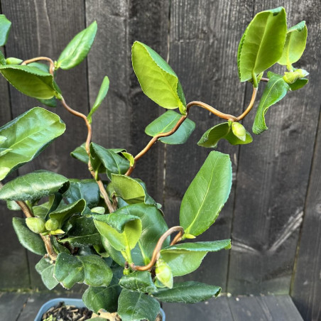 Camellia Curly Lady
